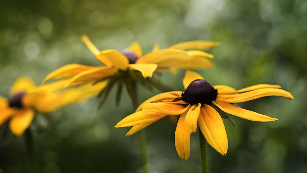 3840x2160  rudbeckia 花 花瓣 模糊 微距 黄色壁纸 背景4k uhd 16:9