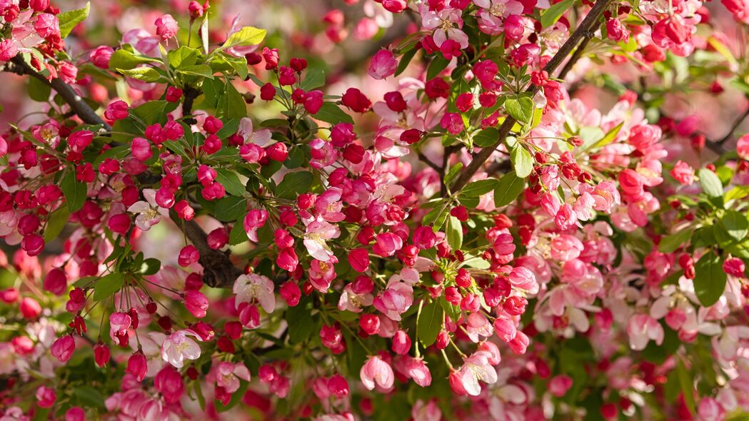 3840x2160 苹果树 花 芽 粉红色壁纸 背景4k uhd 16:9