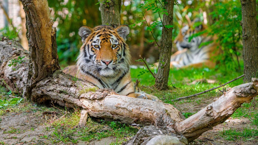 3840x2160 西伯利亚虎 捕食者 大猫 树壁纸 背景4k uhd 16:9