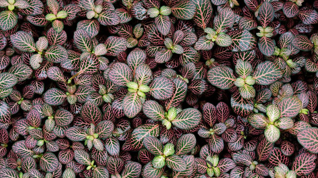 3840x2160  fittonia 植物 叶子 宏观壁纸 背景4k uhd 16:9