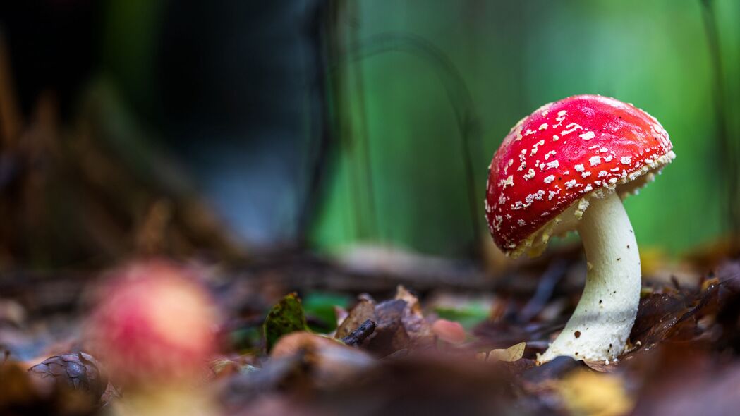 3840x2160  amanita 蘑菇 宏观 4k壁纸 uhd 16:9