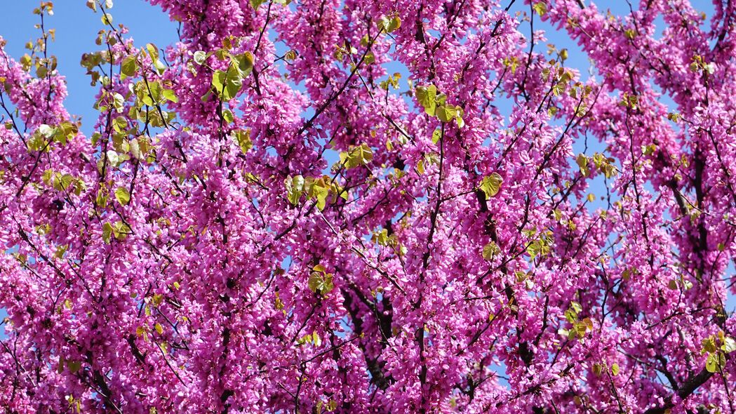 3840x2160  cercis 花 树枝 树 4k壁纸 背景图片 uhd 16:9