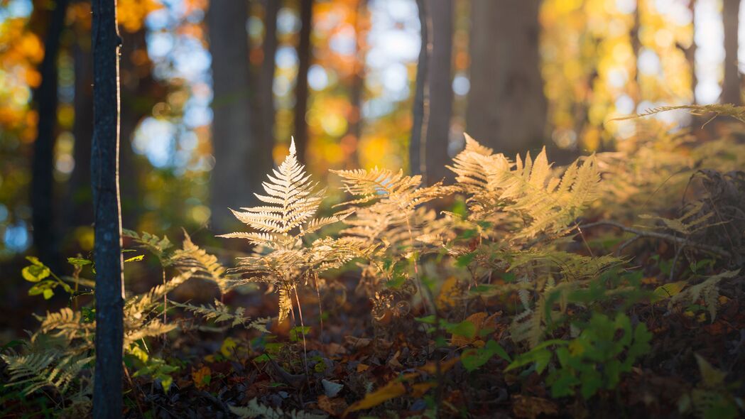 3840x2160 蕨类植物 草 光 森林 自然壁纸 背景4k uhd 16:9