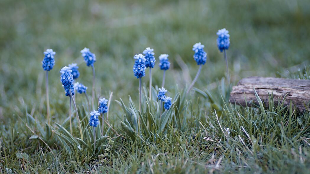 3840x2160  muscari 花 叶 模糊 4k壁纸 背景图片 uhd 16:9