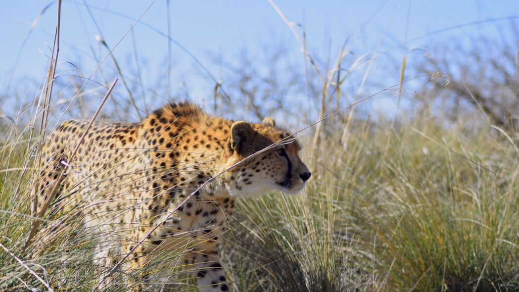 3840x2160 猎豹 捕食者 大猫 动物 草 4k壁纸 uhd 16:9