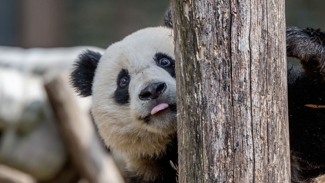 3840x2160 熊猫 突出的舌头 动物 树 4k壁纸 uhd 16:9