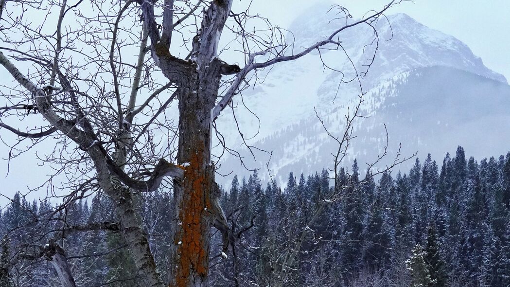 3840x2160 树 干燥 森林 雪 冬天 自然 4k壁纸 uhd 16:9