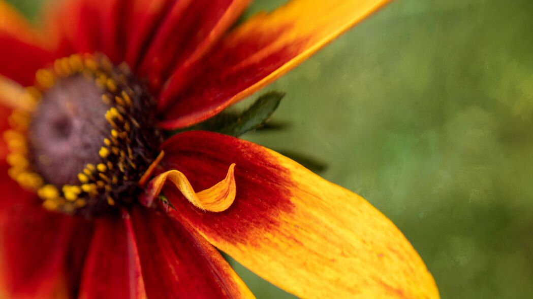 3840x2160  rudbeckia 花 花瓣 模糊 宏观 红色 4k壁纸 uhd 16:9