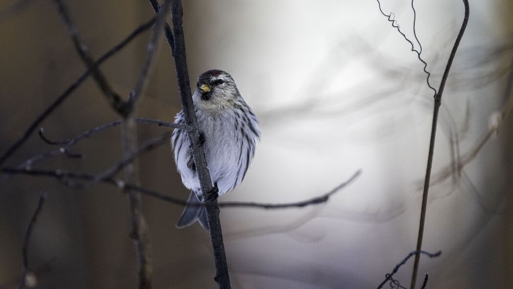 3840x2160  redpoll 鸟 喙 树枝 4k壁纸 uhd 16:9