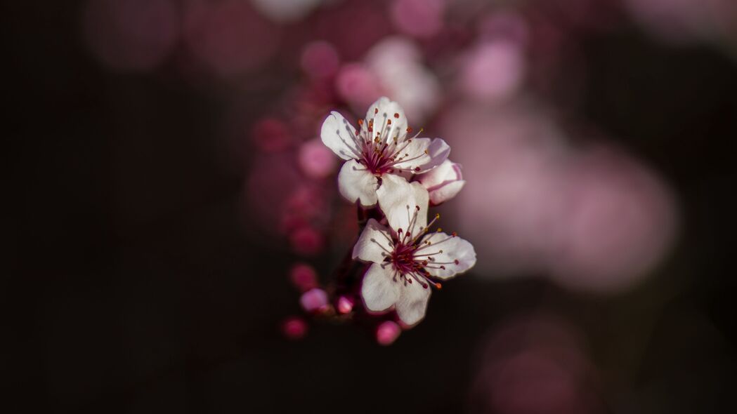 3840x2160 樱花 花 bokeh 4k壁纸 uhd 16:9