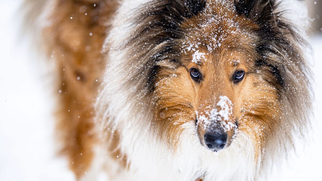 3840x2160 牧羊犬 狗 宠物 雪地 4k壁纸 uhd 16:9