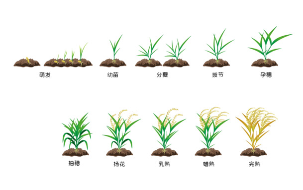 水稻成熟过程