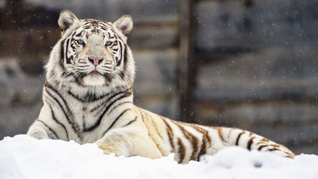 3840x2160 孟加拉虎 老虎 一瞥 雪 大猫 4k壁纸 uhd 16:9