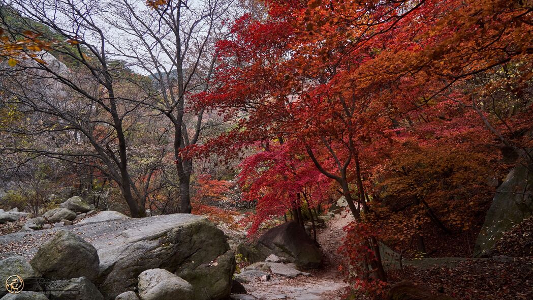 3840x2160 树 路径 石头 秋天 风景 4k壁纸 uhd 16:9