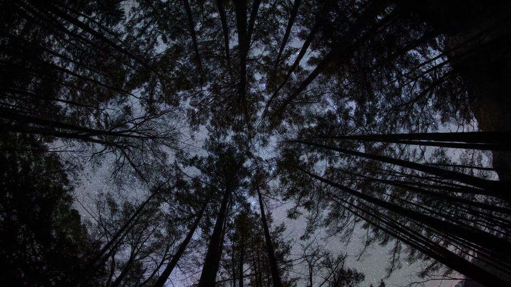 3840x2160 森林 树木 剪影 星星 夜晚 黑暗 底部视图 4k壁纸 uhd 16:9