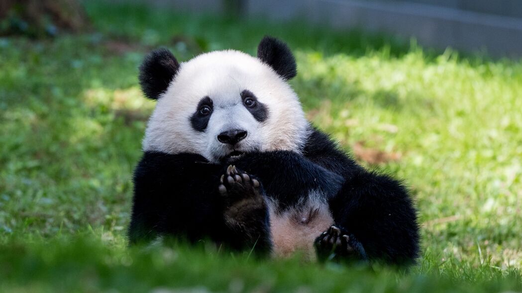 3840x2160 熊猫 动物 毛茸茸的 可爱的 草 4k壁纸 uhd 16:9