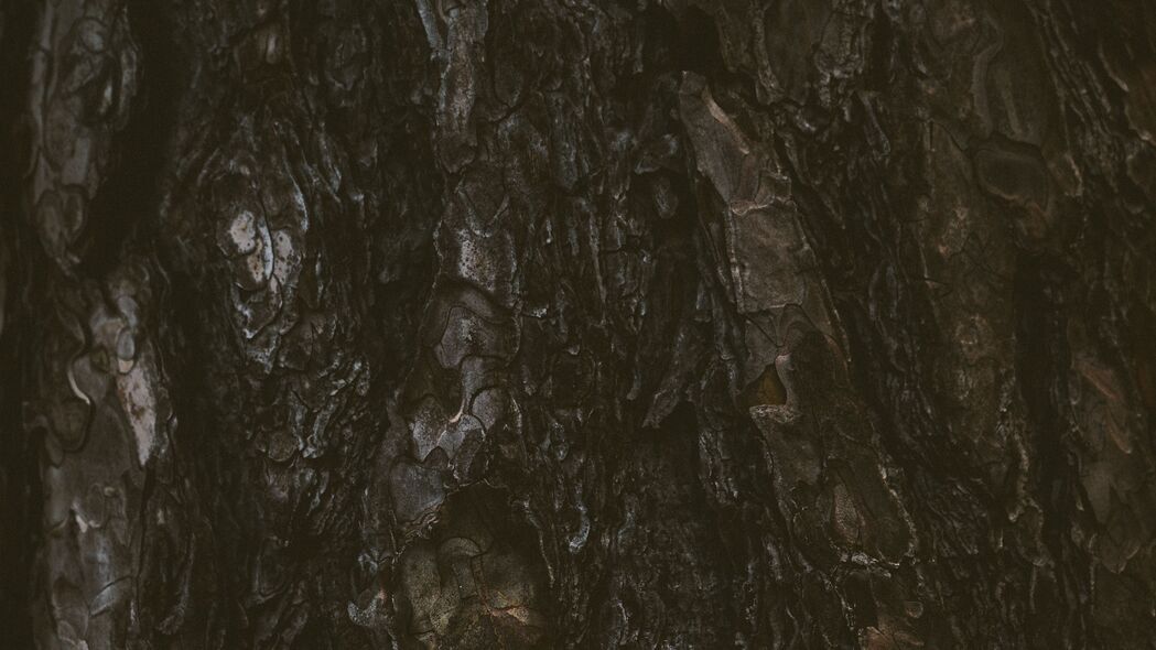 3840x2160 树 树皮 纹理 浮雕 深色 4k壁纸 uhd 16:9