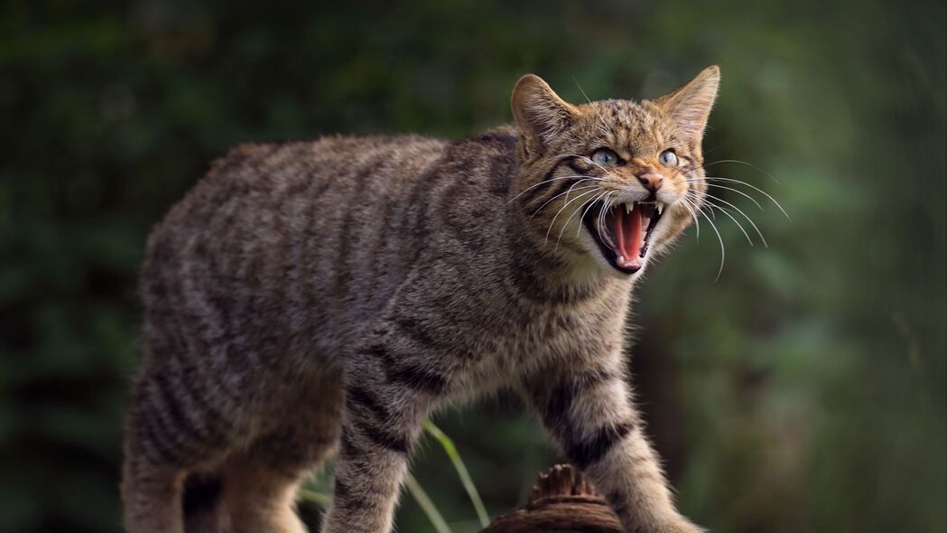 3840x2160 野猫 猫 獠牙 野生动物 4k壁纸 uhd 16:9