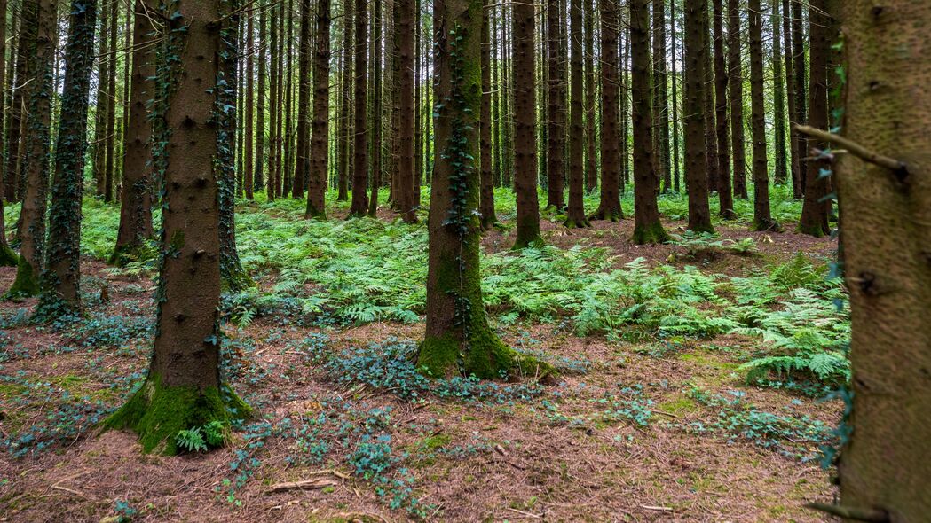 3840x2160 森林 树木 苔藓 自然 风景 4k壁纸 uhd 16:9