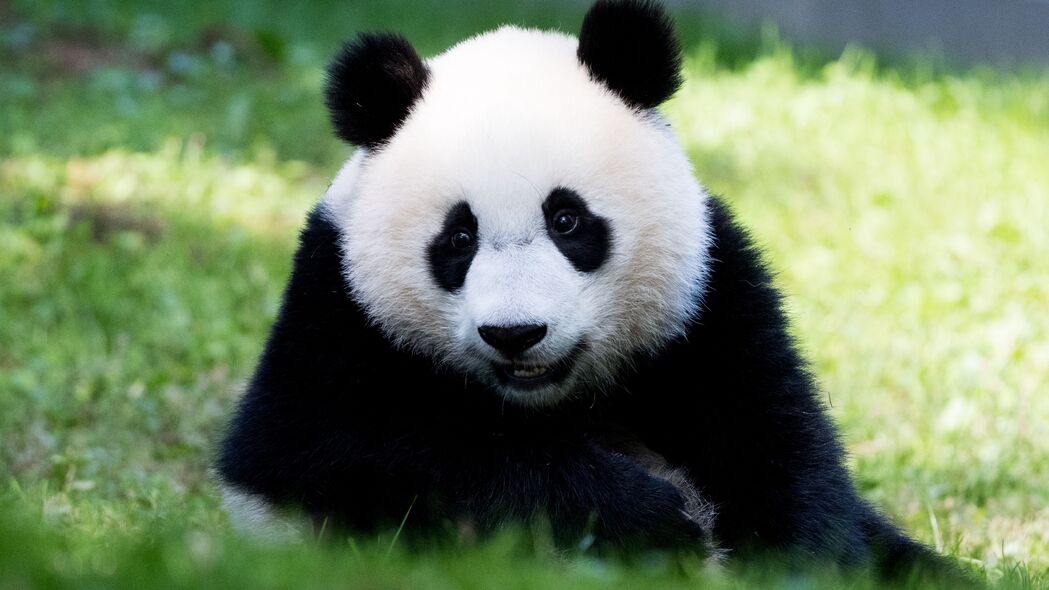 3840x2160 熊猫 蓬松 动物 浏览 4k壁纸 uhd 16:9