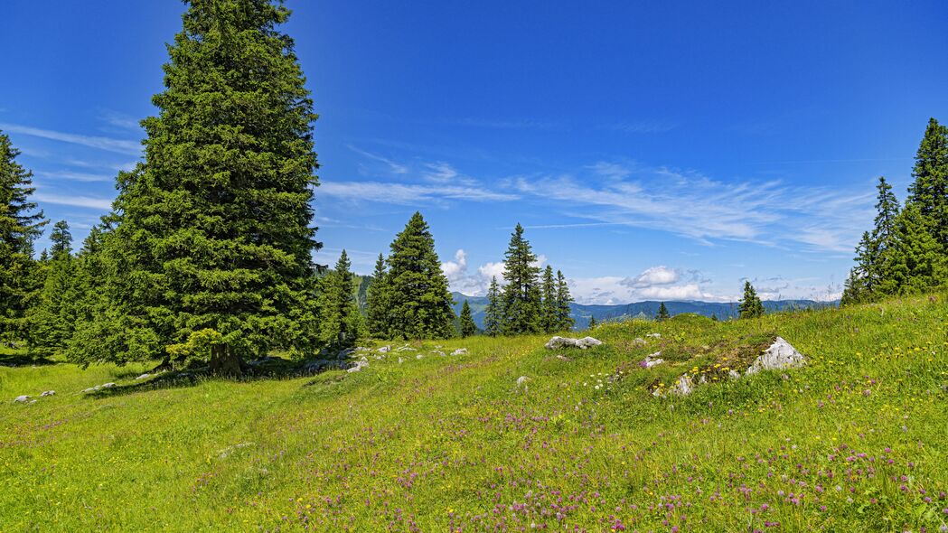 3840x2160 林地 森林 树木 自然 景观 4k壁纸 uhd 16:9