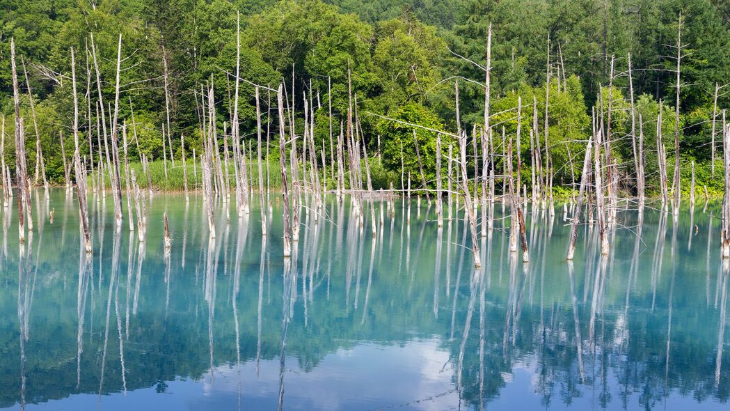 3840x2160 森林 树木 湖泊 树枝 干燥 反射 自然 4k壁纸 uhd 16:9