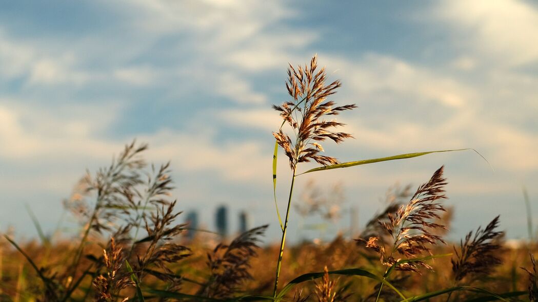 3840x2160 草 植物 田野 宏观 4k壁纸 uhd 16:9