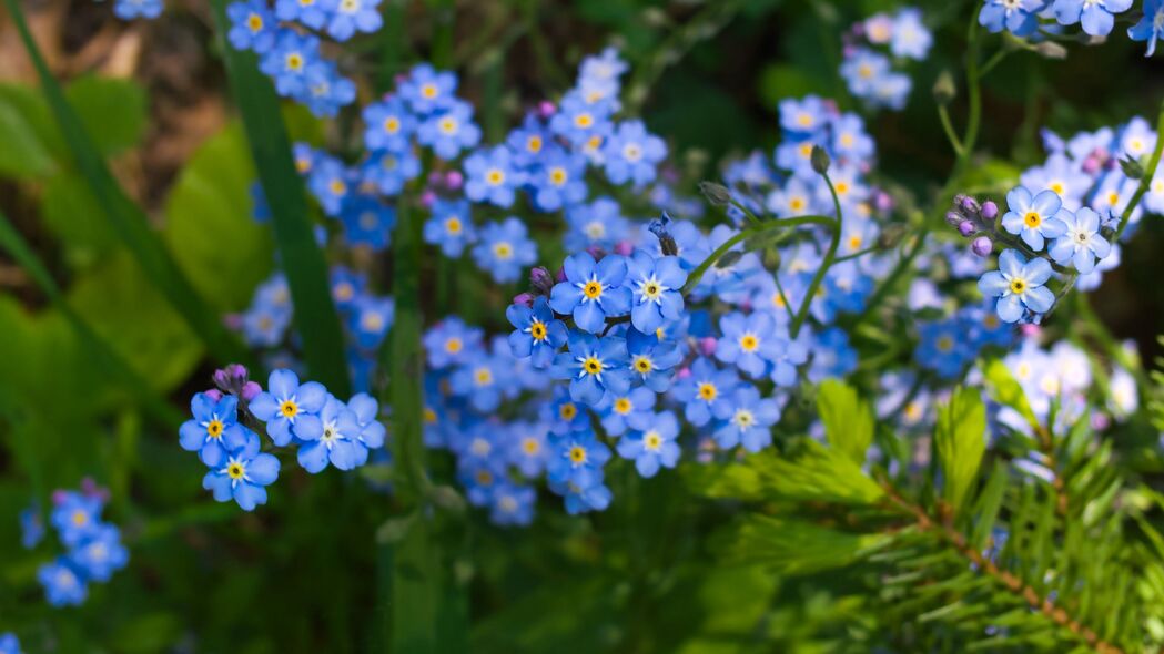 3840x2160 勿忘我 花 植物 蓝色 4k壁纸 uhd 16:9