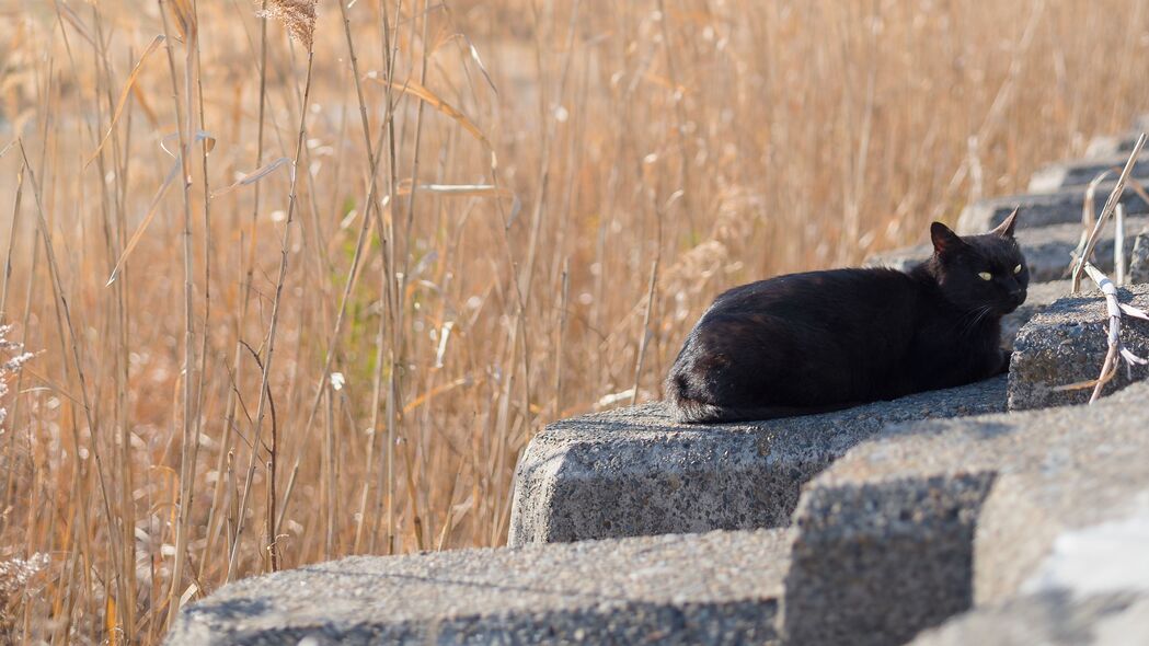 3840x2160 猫 动物 石头 芦苇 草 田野 4k壁纸 uhd 16:9