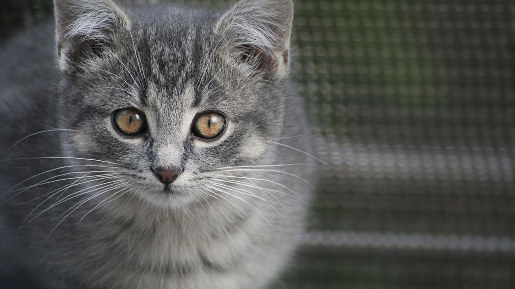 3840x2160 小猫 猫 一瞥 动物 可爱的 4k壁纸 uhd 16:9