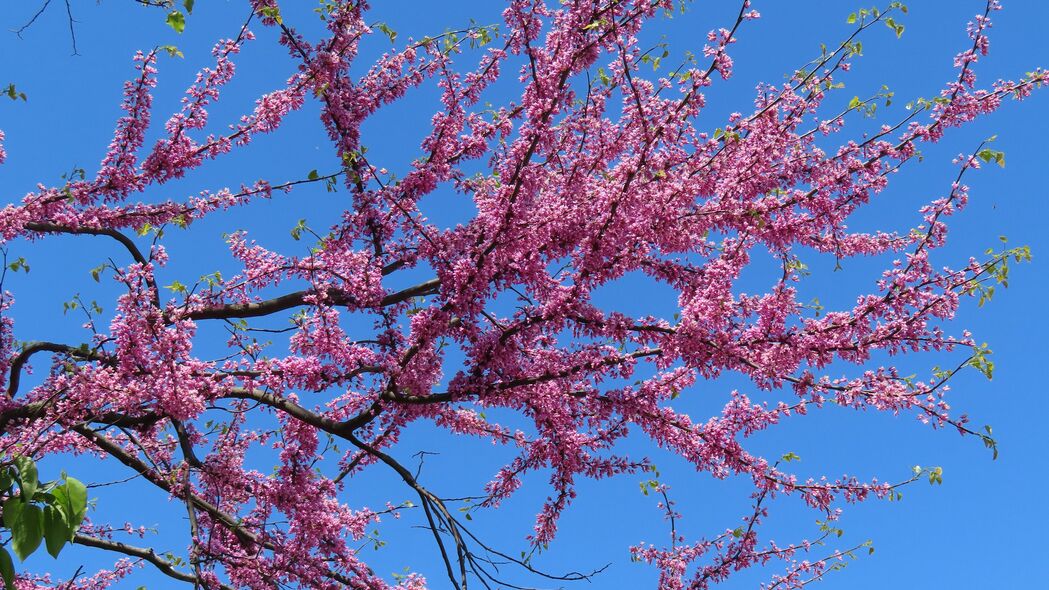 3840x2160 树 树枝 花 粉红色 开花 4k壁纸 uhd 16:9