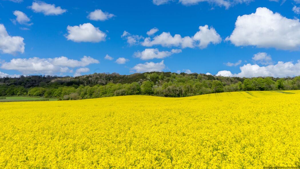 3840x2160 田野 鲜花 树木 风景 自然 4k壁纸 uhd 16:9