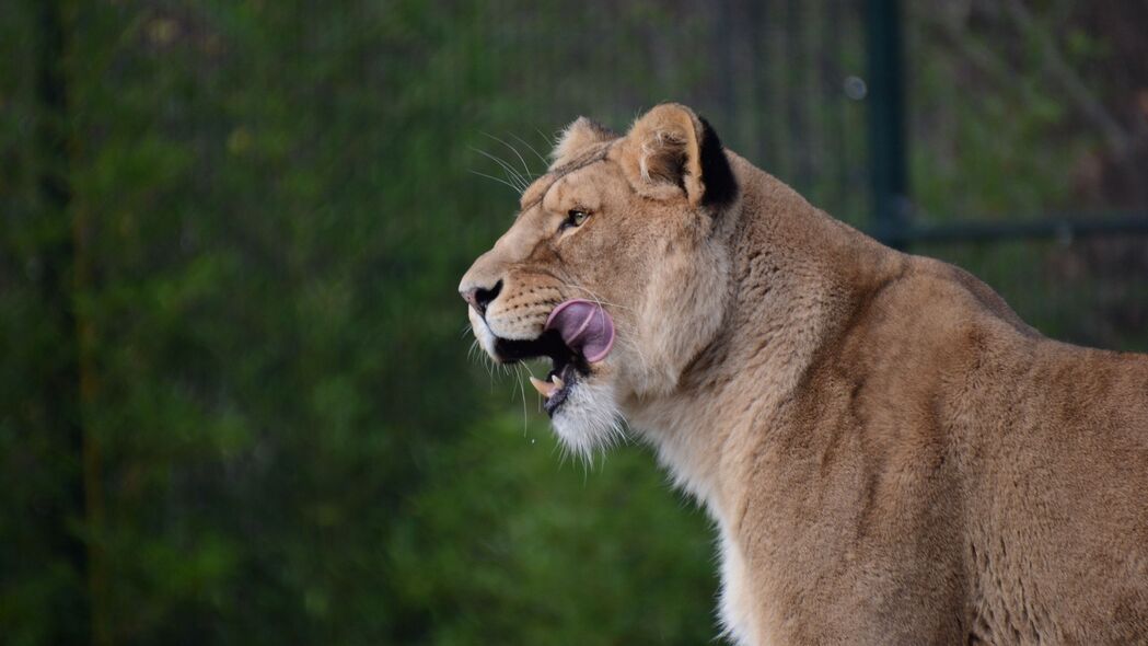3840x2160 母狮 捕食者 动物 突出的舌头 大猫 4k壁纸 uhd 16:9