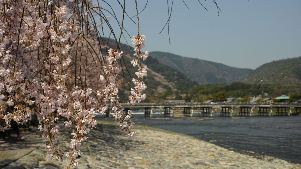 3840x2160 枝 花 海岸 河流 4k壁纸 uhd 16:9