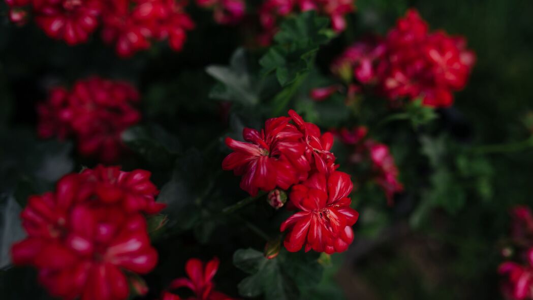 3840x2160 花朵 红色 植物 绽放 宏观 4k壁纸 uhd 16:9
