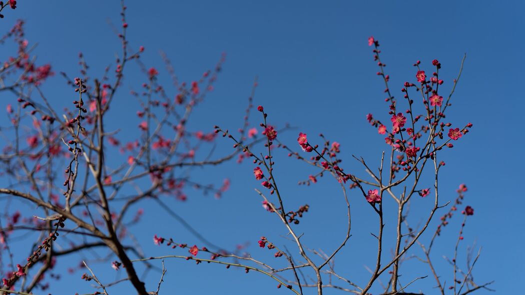 3840x2160 树 树枝 花 春天 宏观 4k壁纸 uhd 16:9