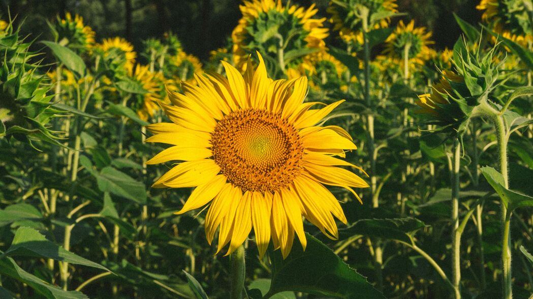 3840x2160 向日葵 花 黄色 田野 夏季 4k壁纸 uhd 16:9