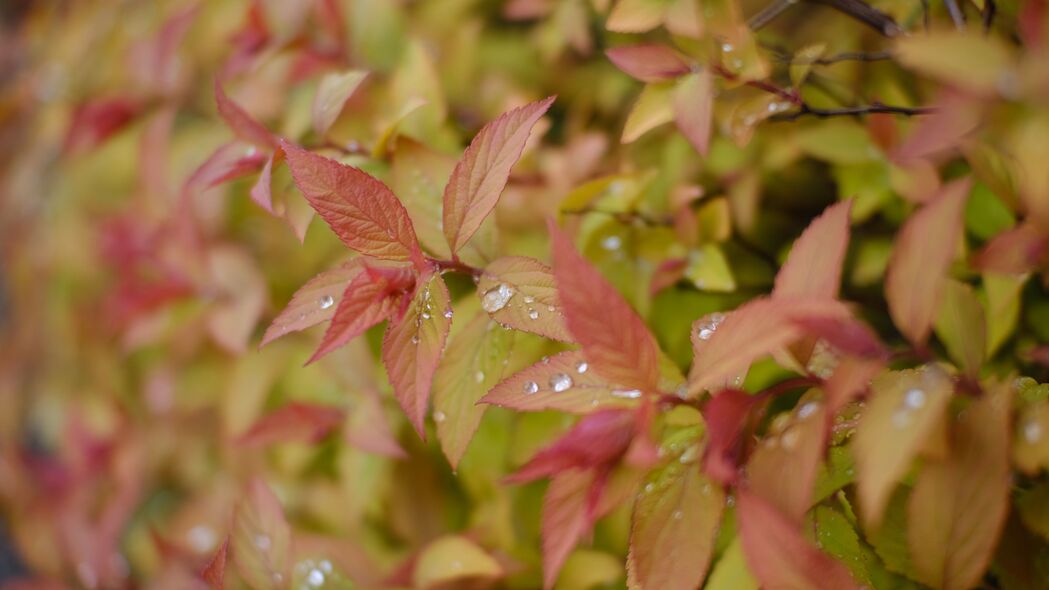 3840x2160 灌木 树叶 水滴 宏 植物 4k壁纸 uhd 16:9