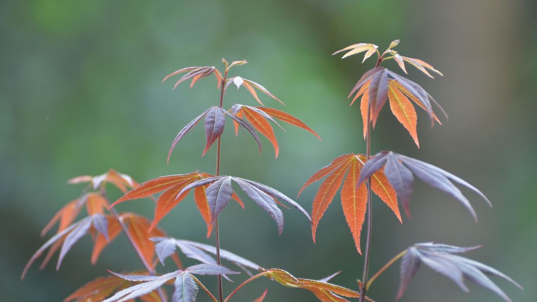 3840x2160 日本枫 树枝 树叶 植物 宏观 4k壁纸 uhd 16:9