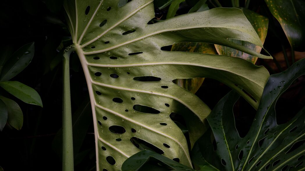 3840x2160  monstera 叶子 植物 绿色 湿 4k壁纸 uhd 16:9