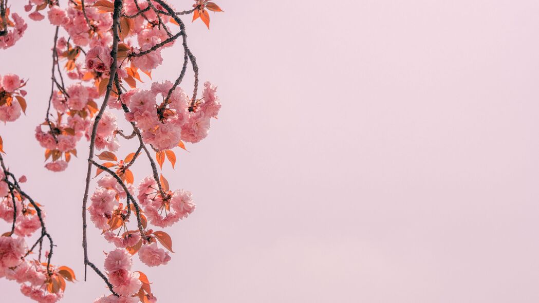 3840x2160 枝 花朵 粉红色 绽放 春天 4k壁纸 uhd 16:9