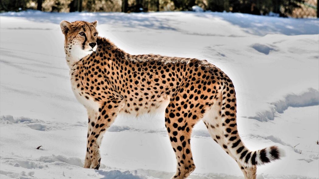 3840x2160 猎豹 动物 捕食者 大猫 雪 野生动物 4k壁纸 uhd 16:9