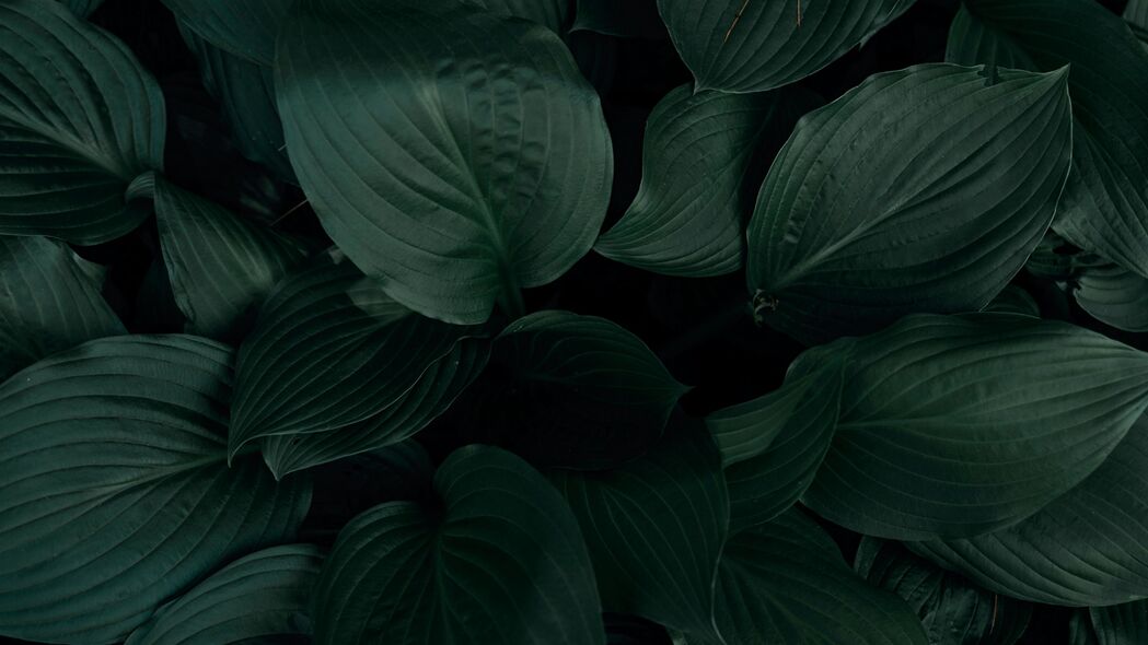 3840x2160 植物 叶子 宏观 绿色 热带 4k壁纸 uhd 16:9