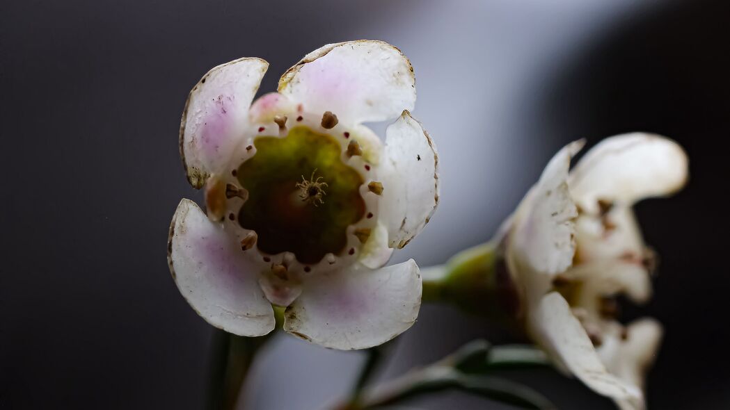 3840x2160 变色龙 花 茎 植物 宏观 4k壁纸 uhd 16:9