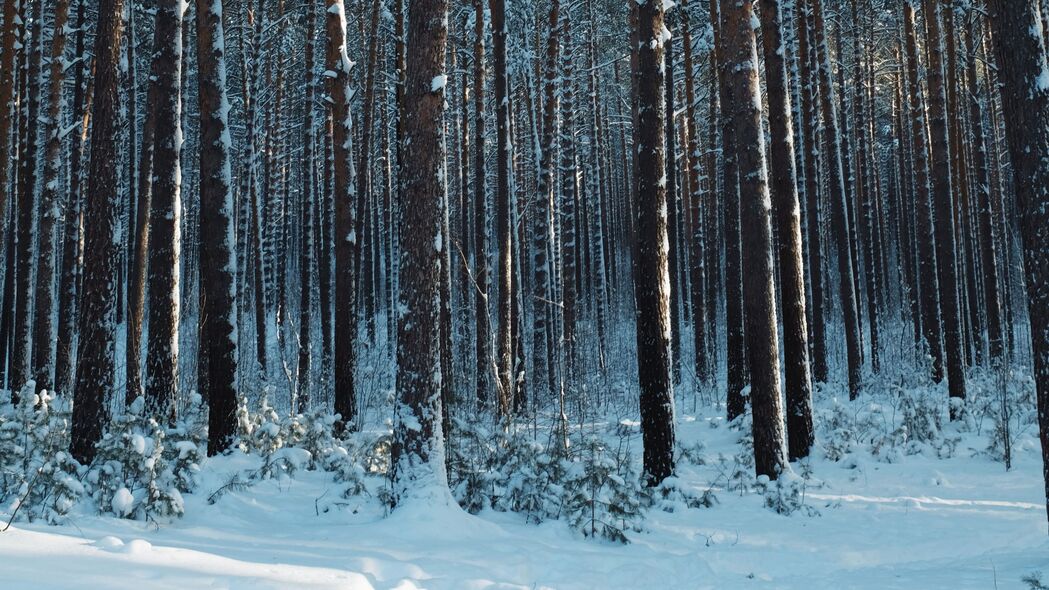 3840x2160 森林 雪 松树 树木 针叶 冬季 4k壁纸 uhd 16:9