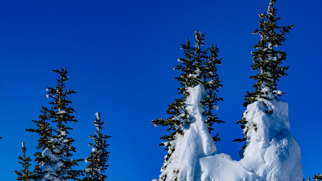 3840x2160 云杉 树木 雪 雪 冬季 4k壁纸 uhd 16:9