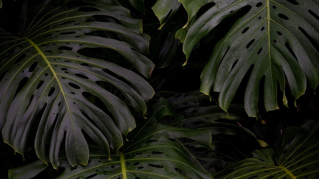 3840x2160  monstera 树叶 植物 绿色 4k壁纸 uhd 16:9