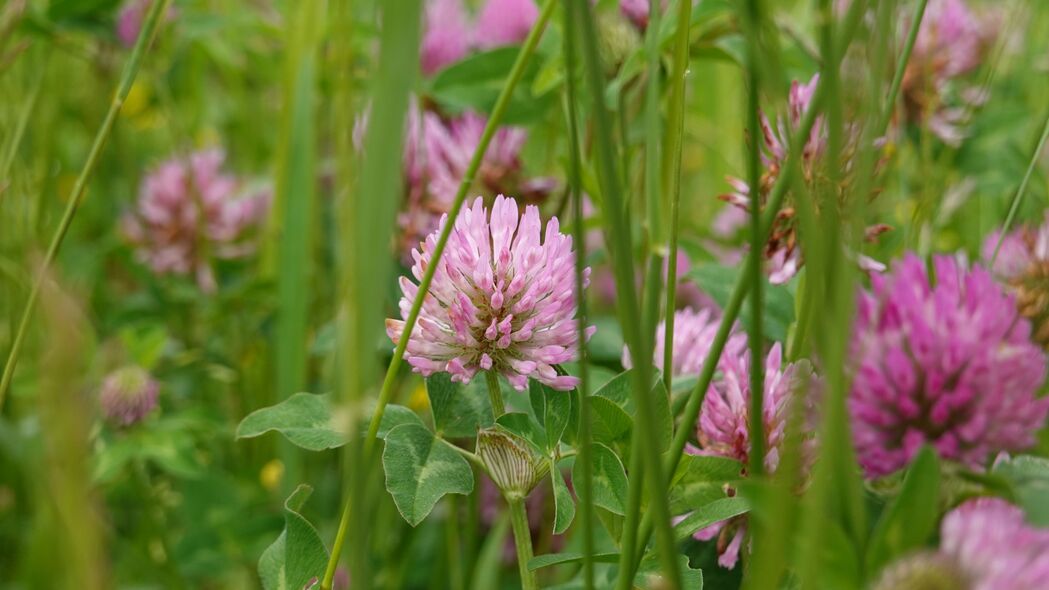 3840x2160 三叶草 花 植物 宏观 4k壁纸 uhd 16:9