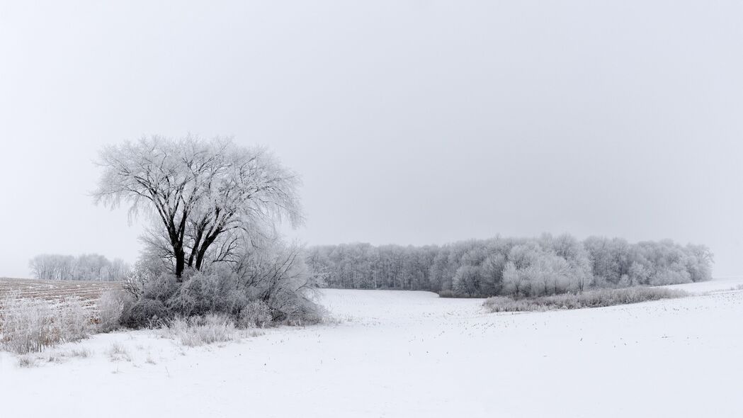 3840x2160 树 灌木 田野 雪 冬季 4k壁纸 uhd 16:9