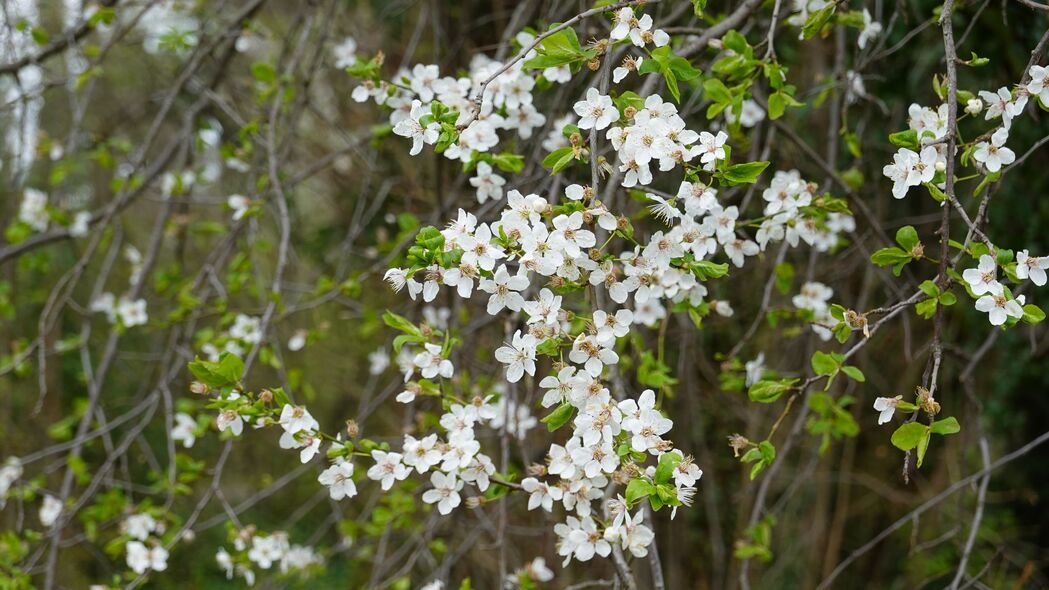 3840x2160 花朵 白色 树枝 植物 春季 4k壁纸 uhd 16:9